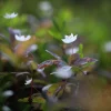 Metsämarja Akryylipinnoitettu Pöytätabletti